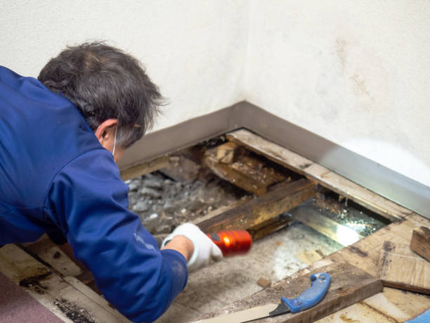 Best Mold Remediation  in Lockport, IL