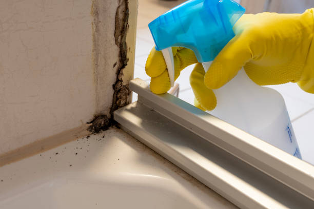 Professional Mold Removal in Lockport, IL