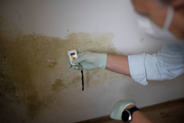 Best Commercial Mold Removal  in Lockport, IL